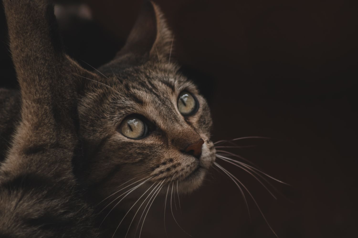 Koyu arka planda bir kedi